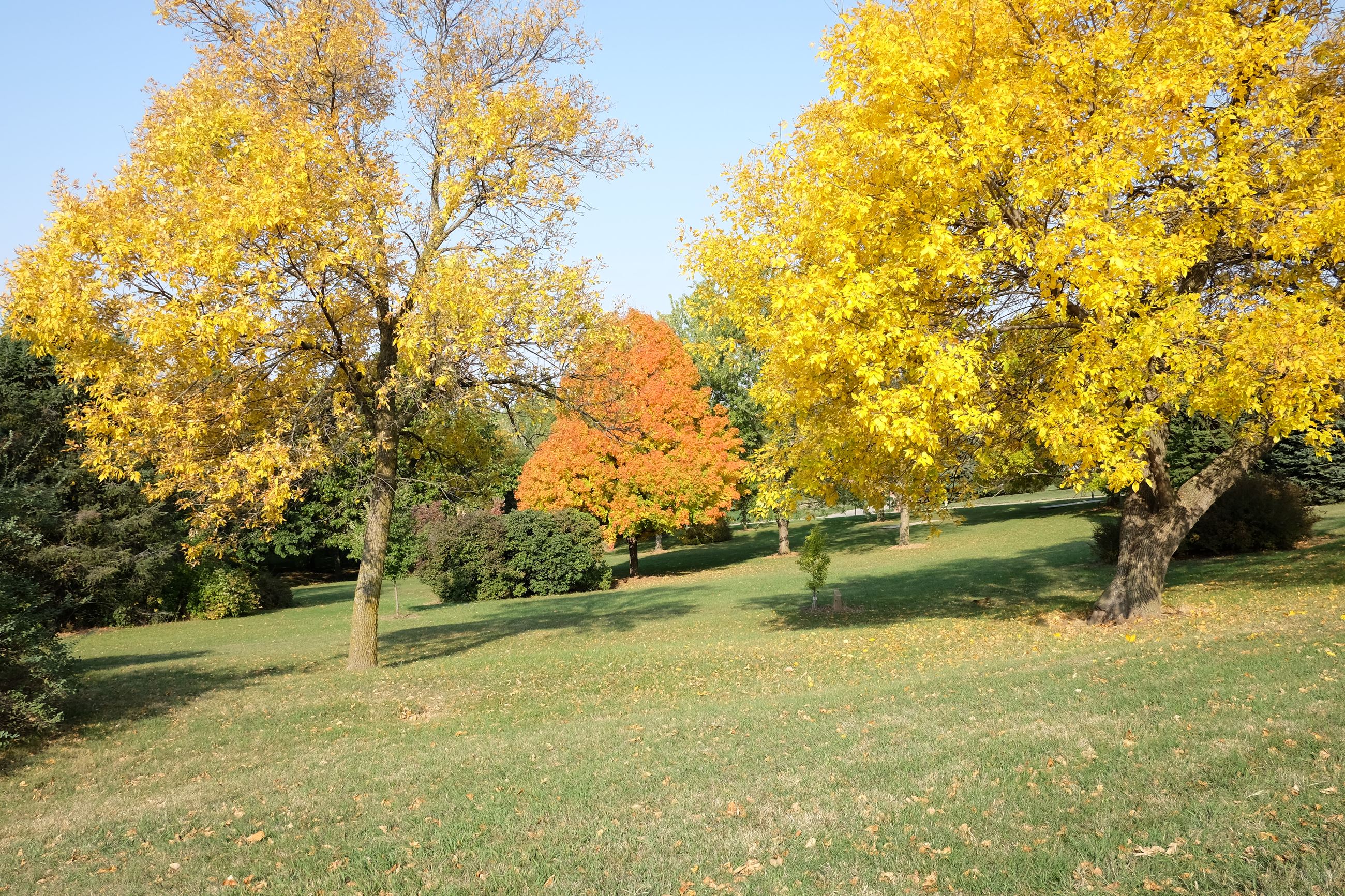 Neihardt Park 2020 (1)